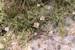 Anthemis macrotis