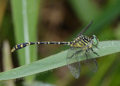 Austrogomphus arbustorum