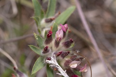 Anthyllis vulneraria rubriflora