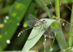 Austrogomphus arbustorum