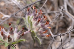 Anthyllis vulneraria rubriflora