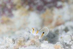 Amblyeleotris randalli