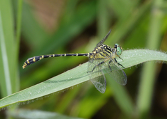 Austrogomphus arbustorum