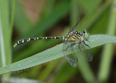 Austrogomphus arbustorum