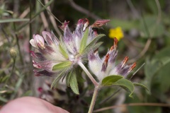 Anthyllis vulneraria rubriflora