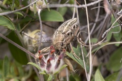 Julodis ehrenbergii