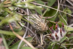 Julodis ehrenbergii