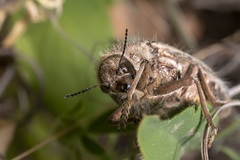 Julodis ehrenbergii
