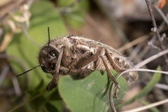 Julodis ehrenbergii