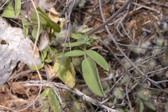 Anthyllis vulneraria rubriflora