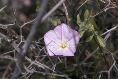 Convolvulus oleifolius