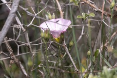Convolvulus oleifolius