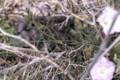 Convolvulus oleifolius
