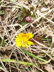 Tussilago farfara