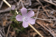 Malva cretica