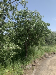 Quercus ithaburensis