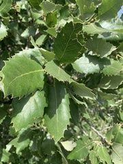 Quercus ithaburensis