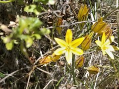 Triteleia ixioides ixioides