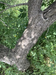 Quercus ithaburensis