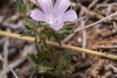 Malva cretica