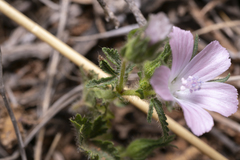 Malva cretica