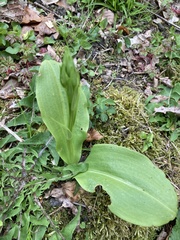 Platanthera chlorantha
