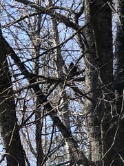 Turdus merula