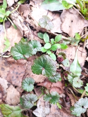 Glechoma hederacea
