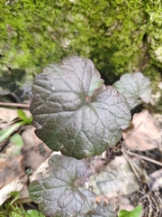 Glechoma hederacea