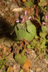 Lamium purpureum