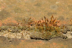 Tortula muralis