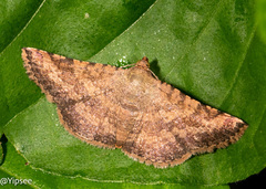Aglaopus bivittata