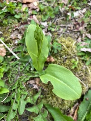 Platanthera chlorantha