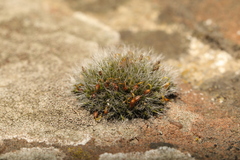 Grimmia pulvinata