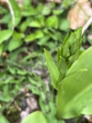 Platanthera chlorantha