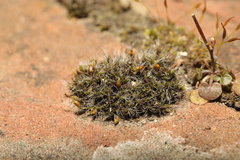 Grimmia pulvinata