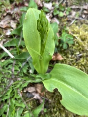 Platanthera chlorantha