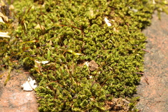 Ptychostomum capillare