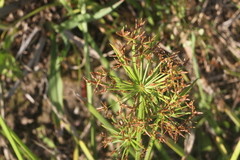 Cyperus haspan juncoides