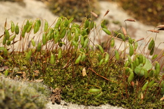 Ptychostomum capillare