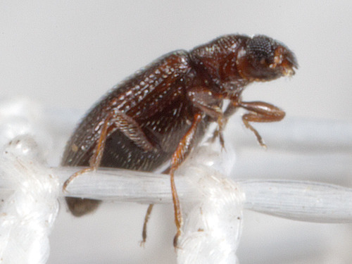 Latridiidae
