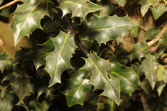 Ilex aquifolium
