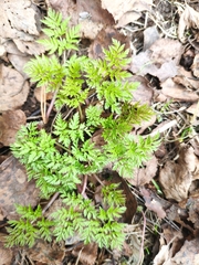 Anthriscus sylvestris