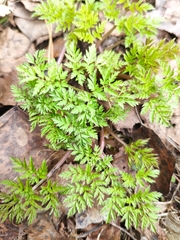 Anthriscus sylvestris
