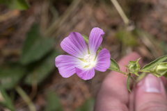 Malva punctata