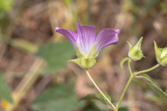 Malva punctata