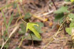 Malva punctata