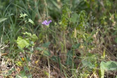 Malva punctata