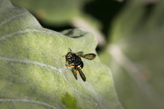 Anthidium cordiforme