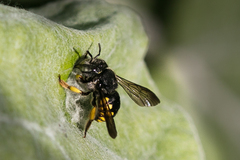 Anthidium cordiforme